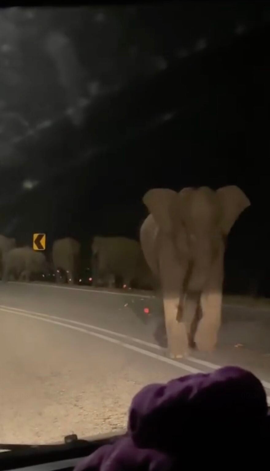 Elephant Crossing the Road at Night in Perak Splits from Herd to